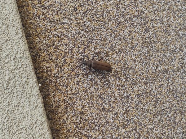 Grain support beetle 