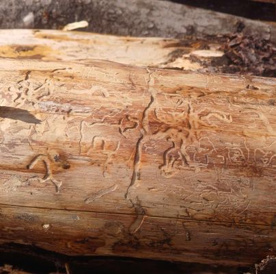 A - nejednoznačne určen&yacute;, nie sme si ist&iacute;