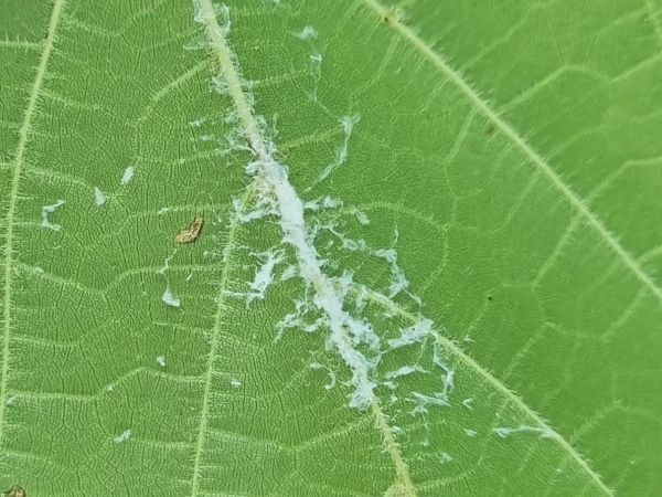 Citrus flatid planthopper