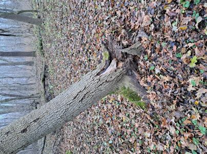 Podpňovka obyčajn&aacute;