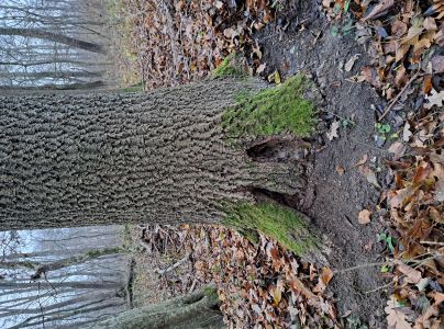 Podpňovka obyčajn&aacute;