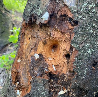 A - nejednoznačne určen&yacute;, nie sme si ist&iacute;