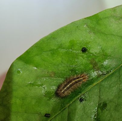 A - Ambiguously determined, we are not sure