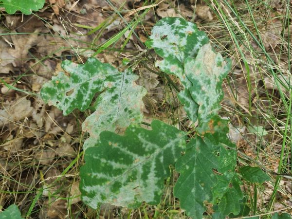 Oak powdery mildew