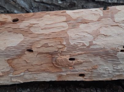 Fuz&aacute;č dubov&yacute;