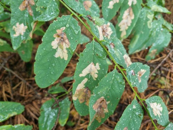 Locust digitate leaf miner