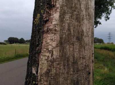 Krasoň topoľov&yacute;