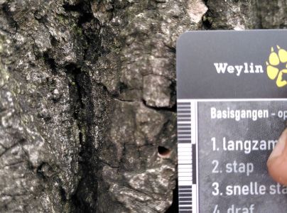 Krasoň topoľov&yacute;