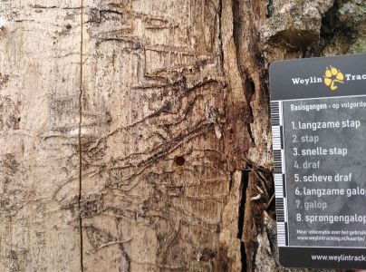 Krasoň topoľov&yacute;