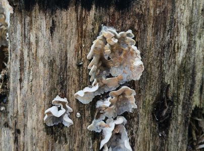 Pevn&iacute;k chlpat&yacute;