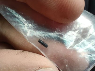 Jadrohlod dubov&yacute;