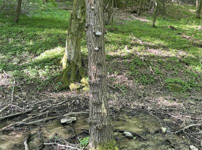 Pr&aacute;chnovec kopytovit&yacute;