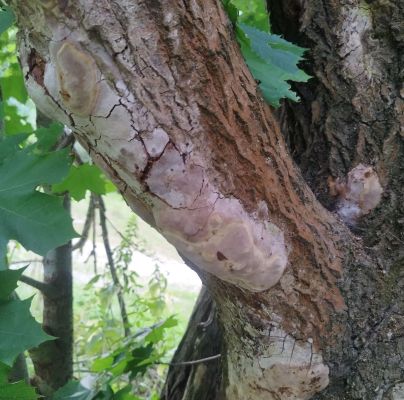 Phellinus ferruginosus 