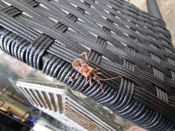 Western conifer seed bug