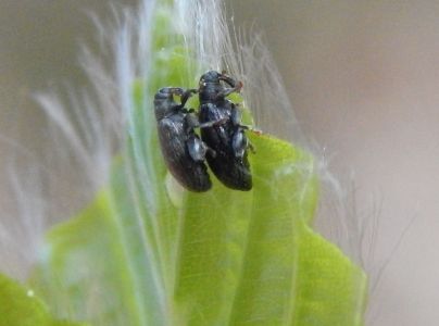 Sk&aacute;kač bukov&yacute;