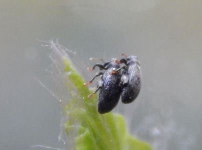 Sk&aacute;kač bukov&yacute;