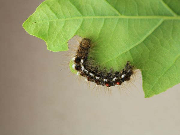 Browntail moth
