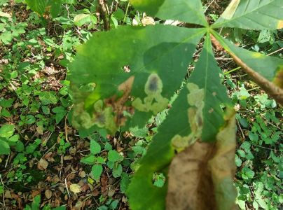 Plosk&aacute;čik paga&scaron;tanov&yacute;