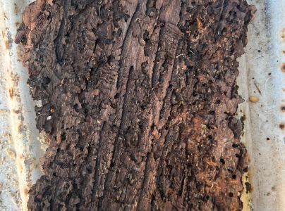 Lykožr&uacute;t smrekov&yacute;