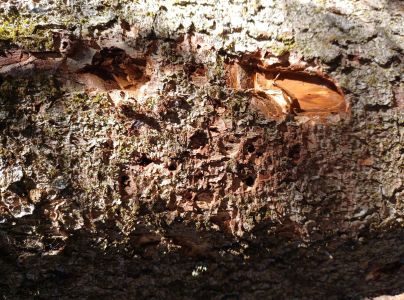 A - This species is not in the database yet