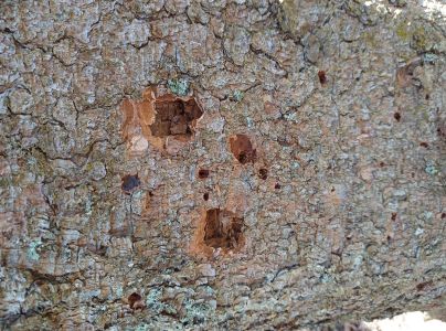 A - This species is not in the database yet