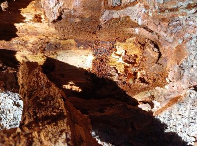 A - This species is not in the database yet