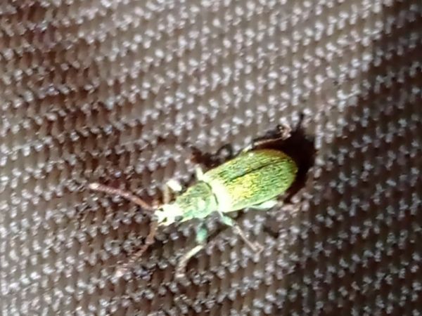 Phyllobius and Polydrusus weevils