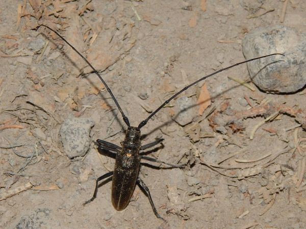 Long-horned beetle