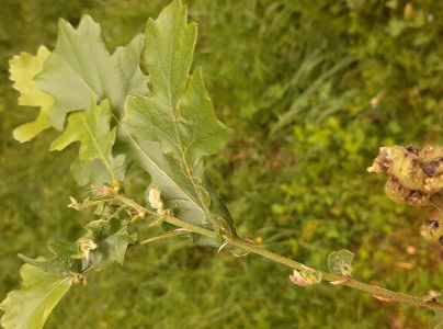 Hrčiarka Andricus crispator 