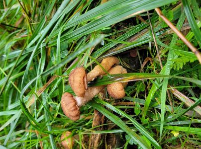 Podpňovka žlt&aacute;