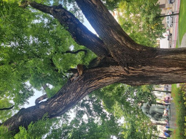 Fungus Inonotus hispidus 