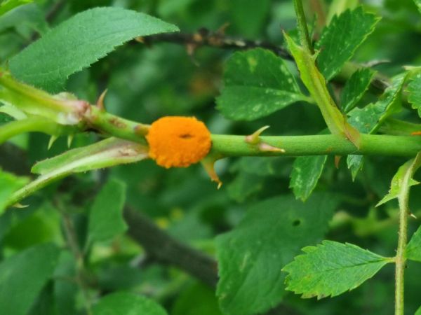 Rose rust