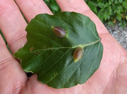 Byľomor bukov&yacute;