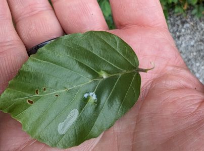 Byľomor bukov&yacute;