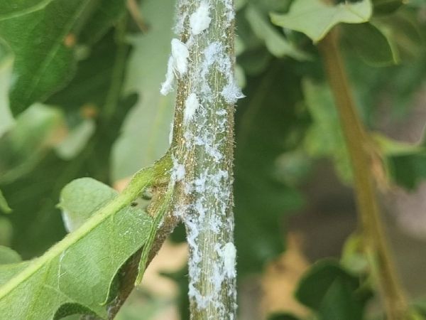 Citrus flatid planthopper