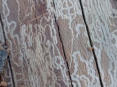 Krasoň zelenkast&yacute;