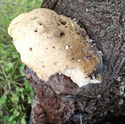 A - nie je v datab&aacute;ze