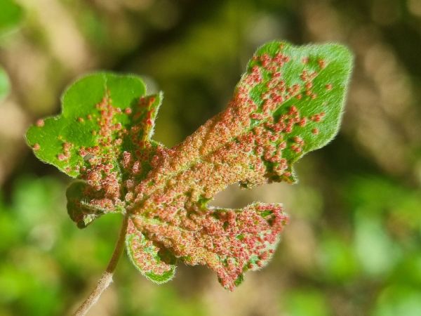 Gall mite Aceria myriadeum