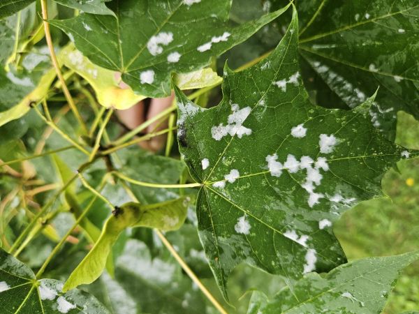 Powdery mildew of maple
