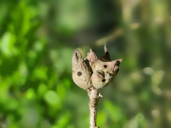 Gall wasp Andricus coriarius