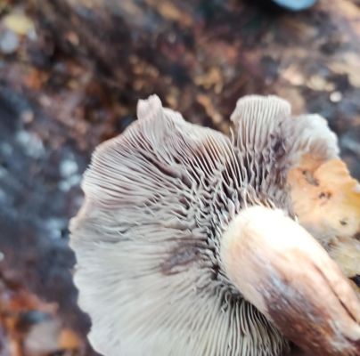 A - nie je v datab&aacute;ze