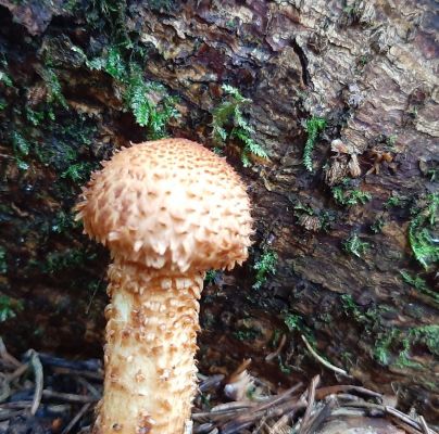 Pholiota squarrosa 