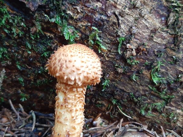 Shaggy pholiota