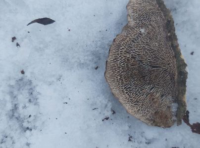 Sieťkovček červenkast&yacute;