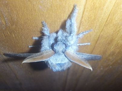 &Scaron;tetinavec orechov&yacute; 