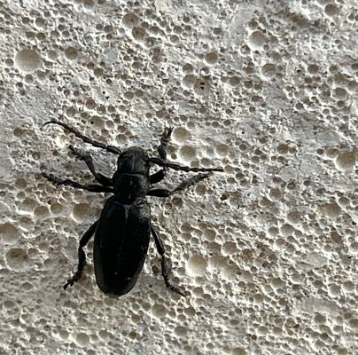 A - nejednoznačne určen&yacute;, nie sme si ist&iacute;