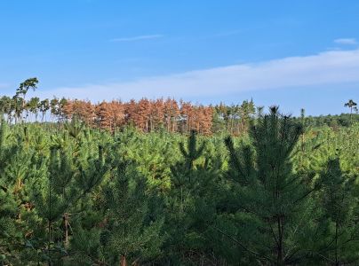 Lykožr&uacute;t vrcholcov&yacute; 