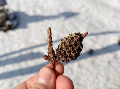 K&ocirc;rovnica zelen&aacute;