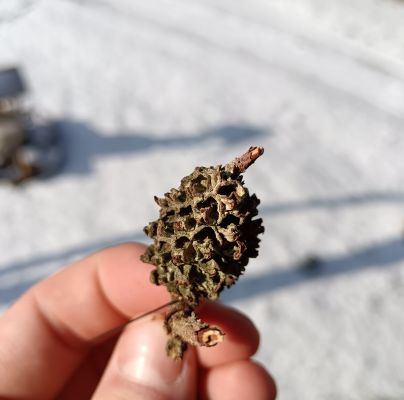 Sacchiphantes viridis 