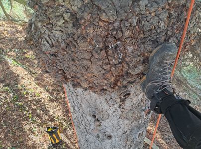 Metlovka jedľov&aacute;